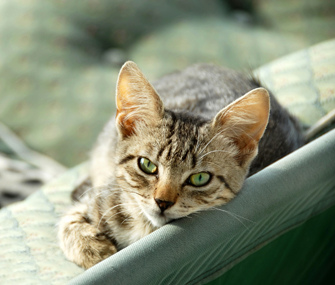 小猫社会化是什么意思？